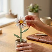 Daisy Flower